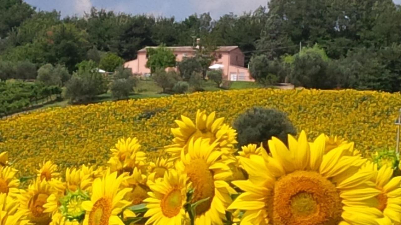 Villa Sant'Elena Morro d'Alba ภายนอก รูปภาพ